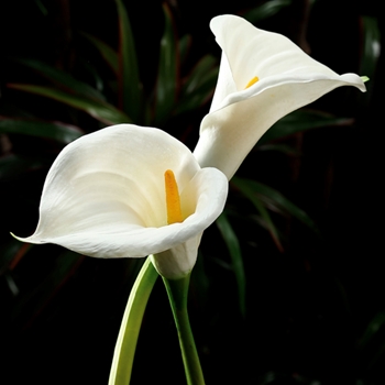 Calla Lily - Jumbo 34in White - GTL086-WH