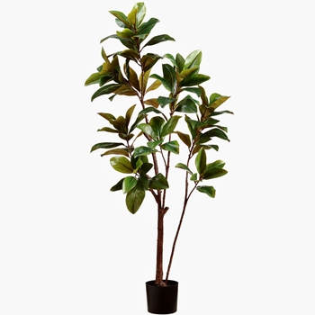 Magnolia - Tree 71in Black Plastic Pot - LTM215-GR