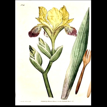 Tea Towel - Botanical  Yellow  Iris 20x30in