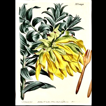 Tea Towel - Botanical  Yellow Dahlia 20x30in