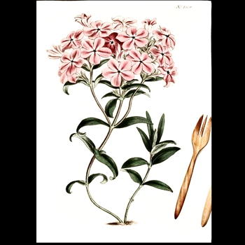 Tea Towel - Botanical Frasier Phlox Pink 20x30in