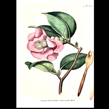 Tea Towel - Botanical Pink Camelia 20x30in