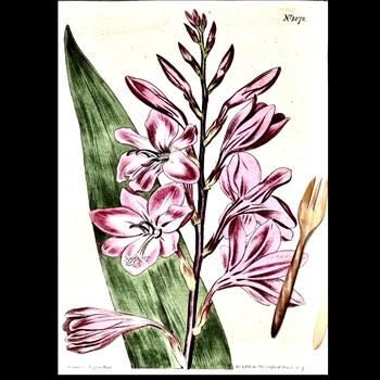 Tea Towel - Botanical Pink Gladiola 20x30in