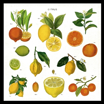Napkin - Citrus 19x19 100% Cotton Set4 in Gift Pouch - Italy