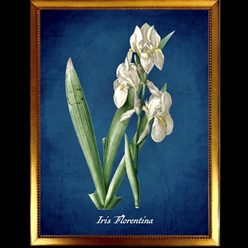 14W/18H Framed Glass Print  F Azure Bearded Iris - Beaded Vintage Gold