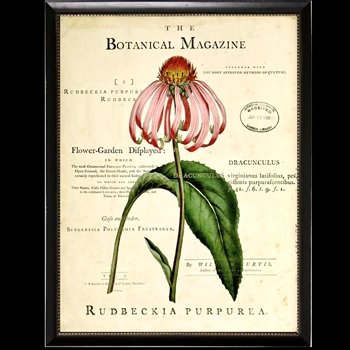 10W/12H Framed Glass Print - Botanical Magazine A - Rudebeckia - Black Beaded Frame