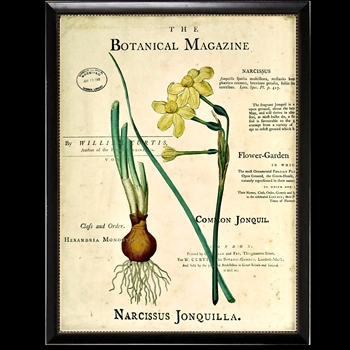 10W/12H Framed Glass Print - Botanical Magazine B - Narcissus - Black Beaded Frame