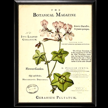 10W/12H Framed Glass Print - Botanical Magazine D - Geranium - Black Beaded Frame