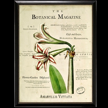 10W/12H Framed Glass Print - Botanical Magazine E - Amaryllis - Black Beaded Frame