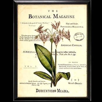10W/12H Framed Glass Print - Botanical Magazine F - Auricula - Black Beaded Frame