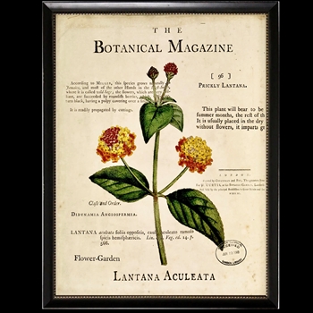 10W/12H Framed Glass Print - Botanical Magazine G - Lantana - Black Beaded Frame