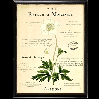 10W/12H Framed Glass Print - Botanical Magazine I - Anemone - Black Beaded Frame