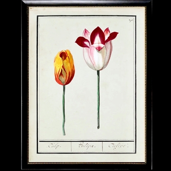 10W/12H Framed Glass Print - Tulips Plate A Beaded Black Frame