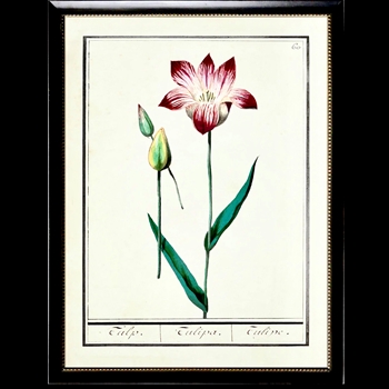10W/12H Framed Glass Print - Tulips Plate C Beaded Black Frame
