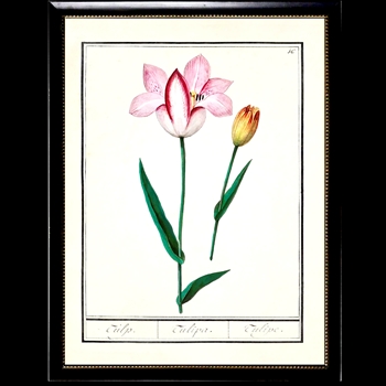 10W/12H Framed Glass Print - Tulips Plate D Beaded Black Frame