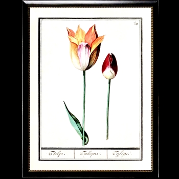 10W/12H Framed Glass Print - Tulips Plate F Beaded Black Frame