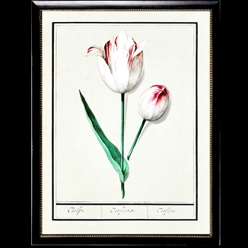 10W/12H Framed Glass Print - Tulips Plate G Beaded Black Frame