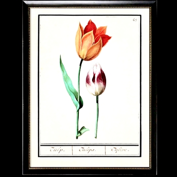10W/12H Framed Glass Print - Tulips Plate H Beaded Black Frame