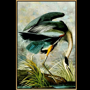56W/83H Framed Giclee IBG - Curiousities XII Audubon Heron - Black Gallery Float Frame - Jackie Von Tobel.