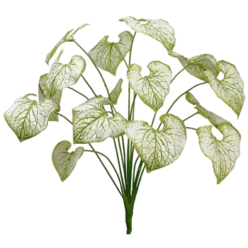 Calathea - Leaf Plant 24in PPC974-GR/LT Variegated