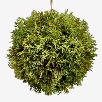 Moss - Globe Kiwi 5.5in - AA3747-GR