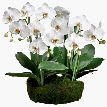 Orchid - Phalaenopsis Orchid White Moss Dropin 20in  - LFO002-WH