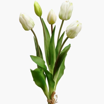 Tulip - Dutch Cream Green Bundle5 Real Touch 16in FBT004-CR/GR