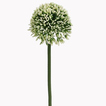 Allium Pom - Variegated Green White 17in  FSA141-CR/GR