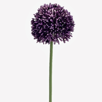 Allium Pom - Variegated Purple 17in  FSA141-VI