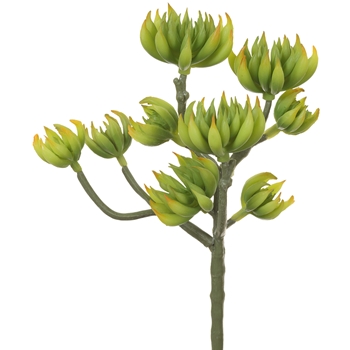 Succulent - Aeonium 9in Kiwi Green CKA020-GR/YE