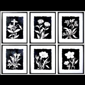 24W/28H Framed Glass Print - Florals Black & White Float Asst 6 Sold Individually