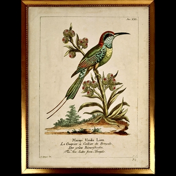 10W/12H Framed Glass Print - Vintage Plate A - Bee Eater Bird - Beaded Vintage Gold