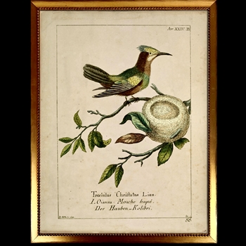 10W/12H Framed Glass Print - Vintage Plate C - Hupe Nest Bird - Beaded Vintage Gold