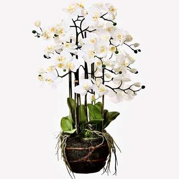 Orchid - Phalaenopsis Orchid Moss & Roots Dropin 20in  - LFO023-WH