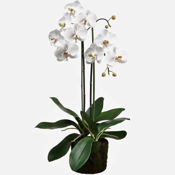 Orchid - Phalaenopsis Orchid Moss  Dropin 30in  - LFO003-WH