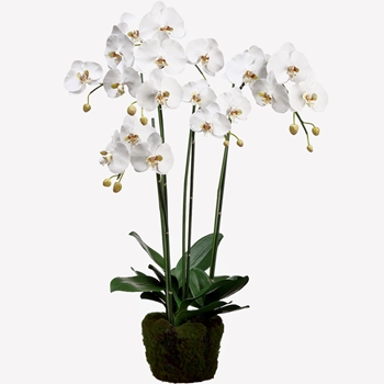 Orchid - Phalaenopsis Orchid Moss  Dropin 35in  - LFO005-WH