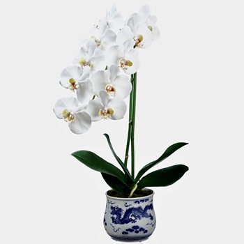 Orchid - Phalaenopsis Orchid in Delft Dragon Planter 25in  - LHO020-WH