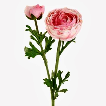 Ranunculus - Bloom & Bud - Pink 22in - FSR220-PK - Real Touch