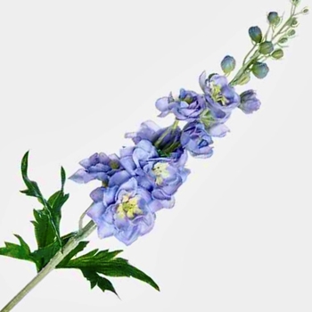 Delphinium  - Periwinkle Blue 28in - FSD455-BL/LV - Real Touch