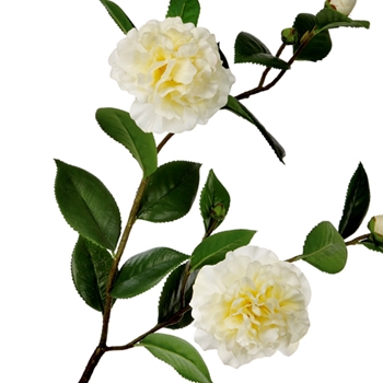 Camellia - Cream 2Blooms & 2 Buds Leaf Branch 36in FSC331-CR - Real Touch