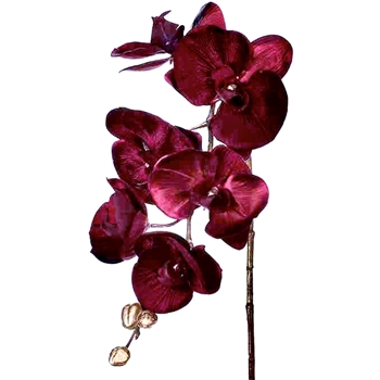 Orchid - Phalaenopsis Velvet Burgandy 31in - XFS343-BU