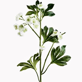 Helleborus - Mini Blooms White 26in - XFS303-WH
