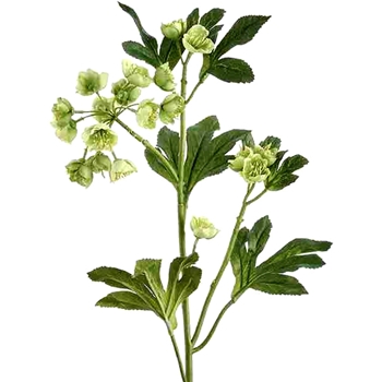 Helleborus - Mini Blooms Green 26in - XFS303-GR