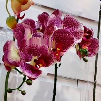 Orchid - Phalaenopsis Aubergine Cerice 28in FSO121-CE/OC