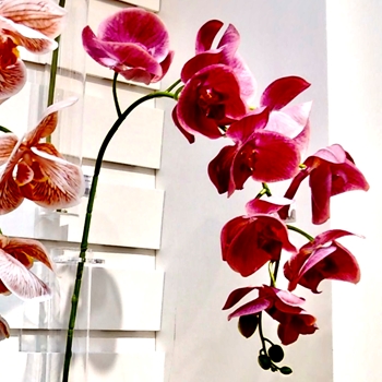 Orchid - Phalaenopsis Plum 30in FSO612-PL  Real Touch