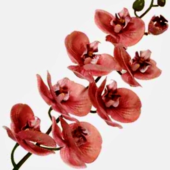 Orchid - Phalaenopsis Coral 30in FSO612-CI  Real Touch