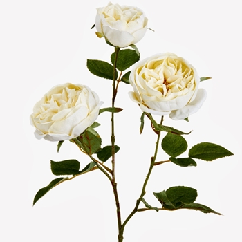 Rose - Cabbage 3 Blooms Ivory 27in - FSR103-IV