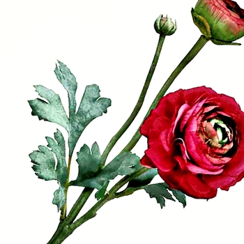 Ranunculus - Ruby Red 15in FSR282-BT