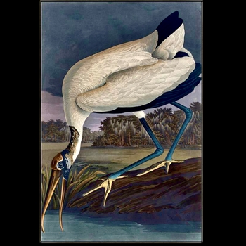 42W/62H Framed Giclee - Wood Ibis II - Gold Gallery Float - Alex Zane