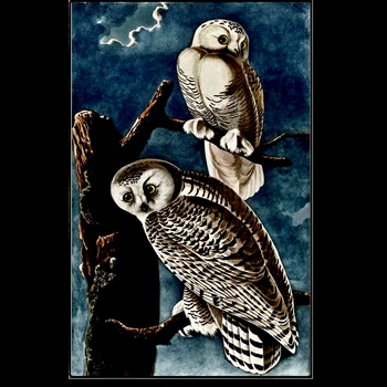 40W/63H Giclee - Snowy Owls - Alex Zane